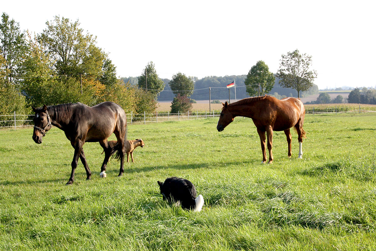 Dein Experte für Tierversicherungen